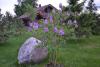 dsc_0790_t1.jpg